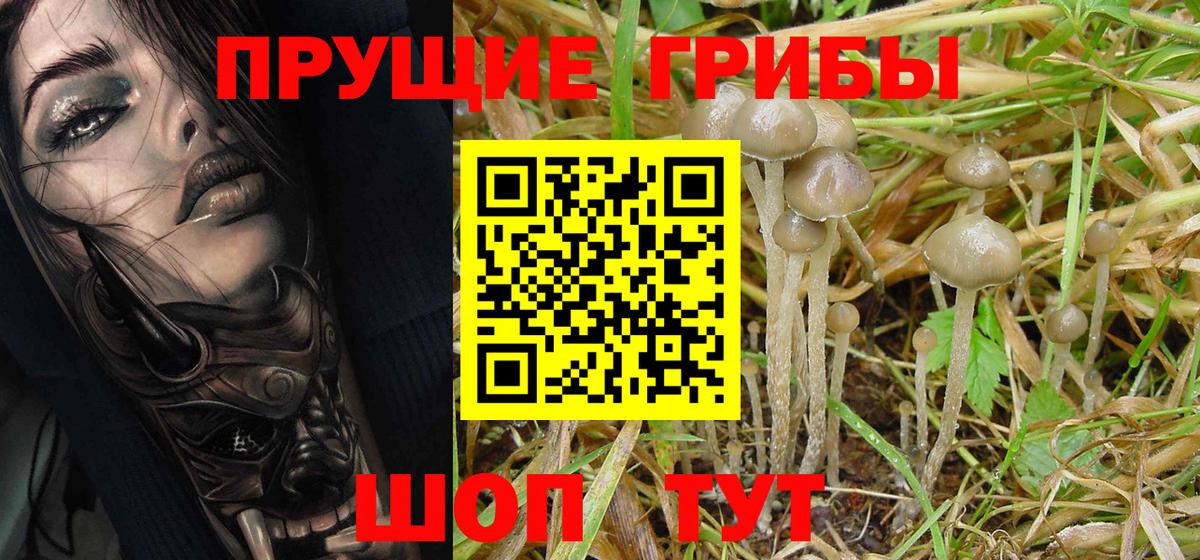 Артём  Псилоцибиновые грибы Psilocybe  Псилоцибиновые грибы Psilocybine cubensis  Вход с VPN 