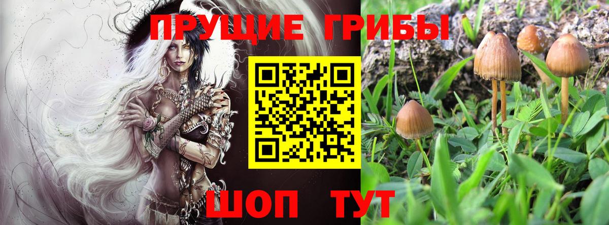 Псилоцибиновые грибы Cubensis Артём